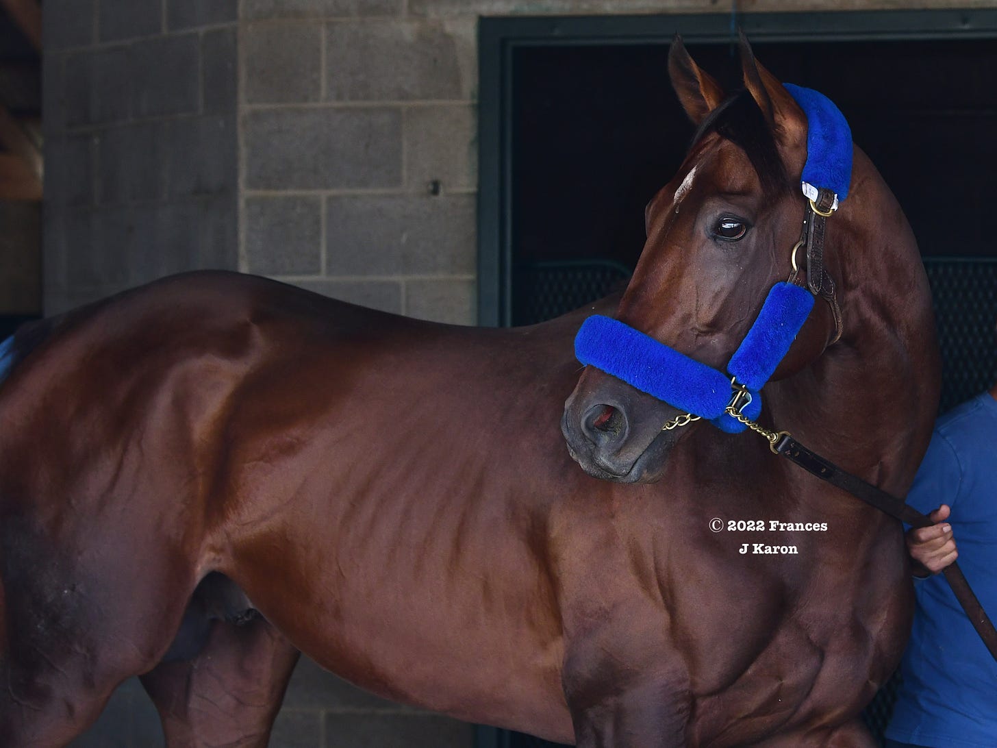 Flightline after shipping in to Keeneland for the Breeders’ Cup.