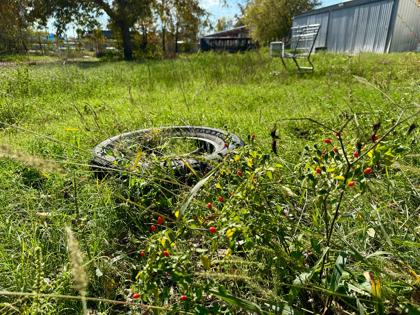 Chiltepin ripe for picking next to an old tire