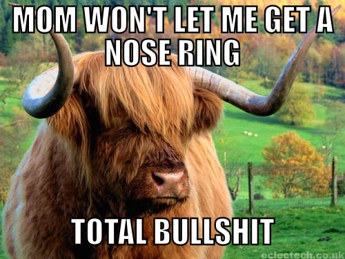 Highland cow meme; it says "Mom won't let me get a nose ring. Total bullshit"