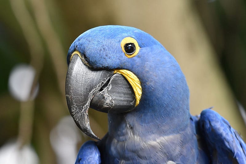 A headshot of a hyancinth macaw.