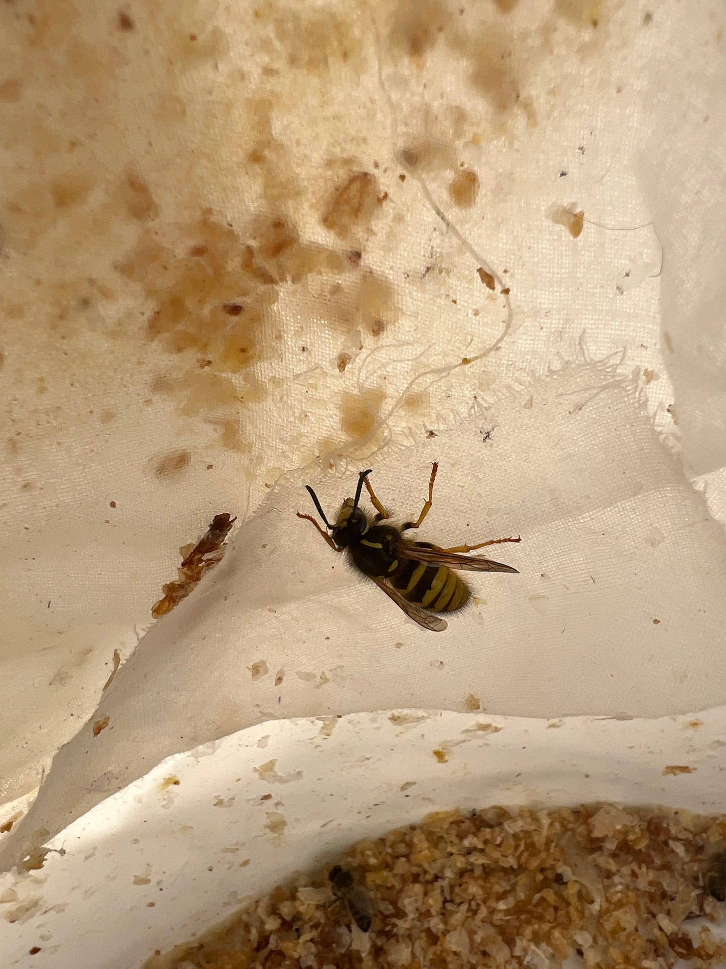 Wasp queen in the garden feeder together with honey bee
