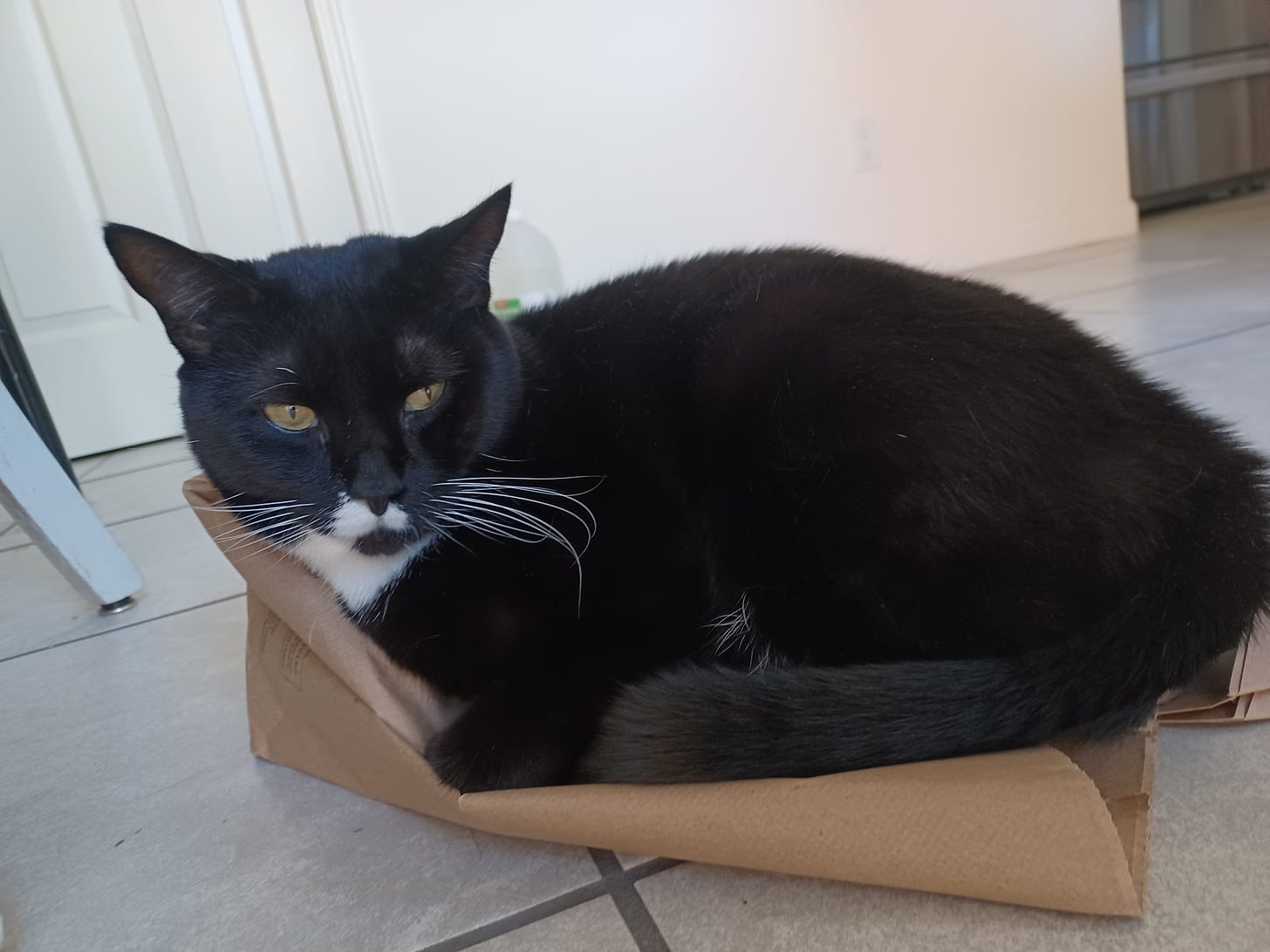 black tuxedo cat lying comfortable on paper bag