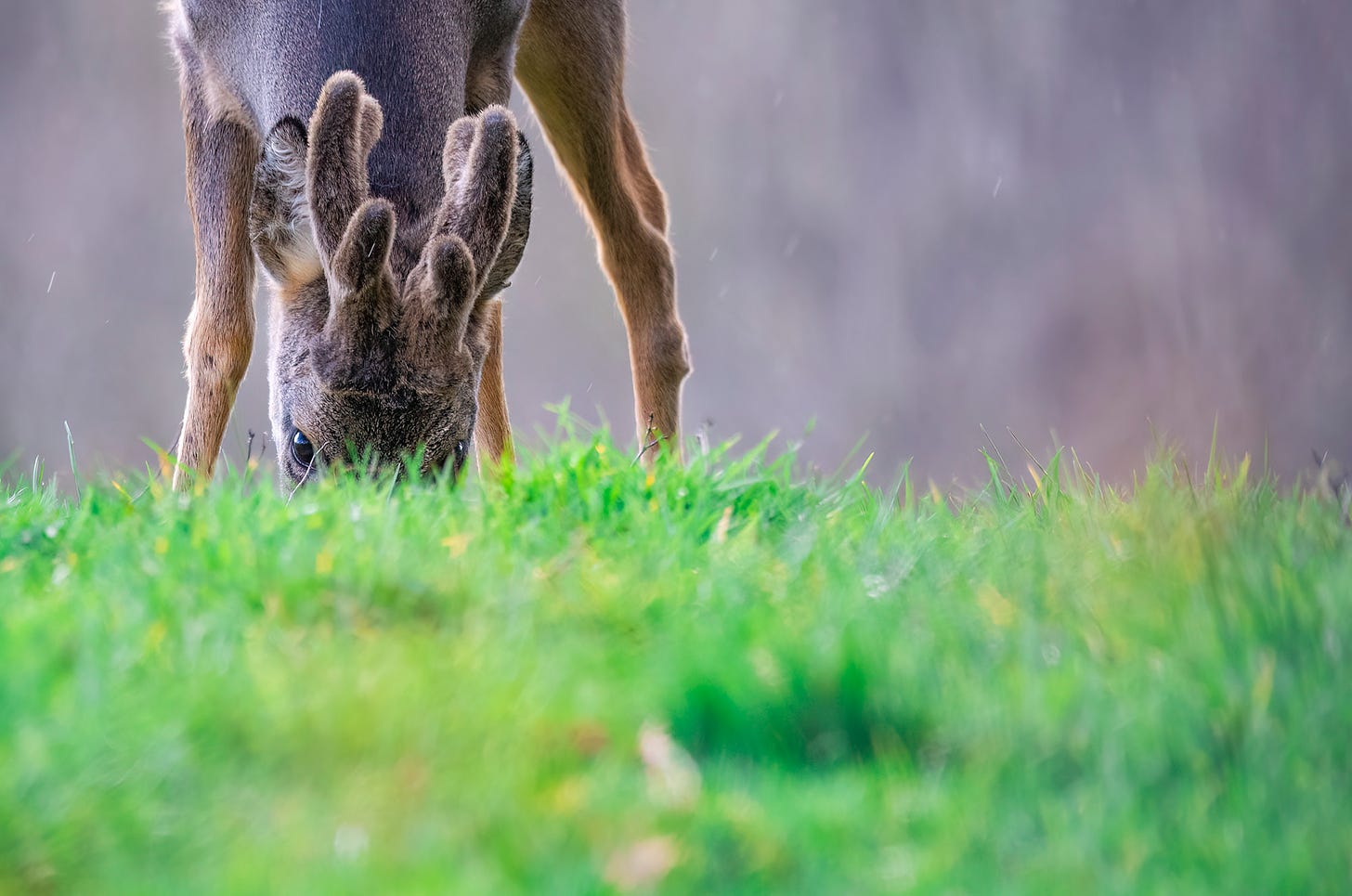 Photo of a roe deer buck grazing