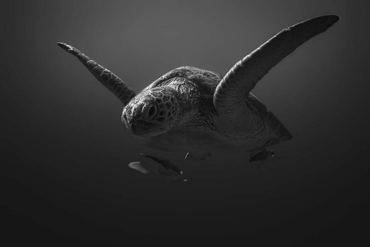 imagen de una tortuga boba nadando en blanco y negro