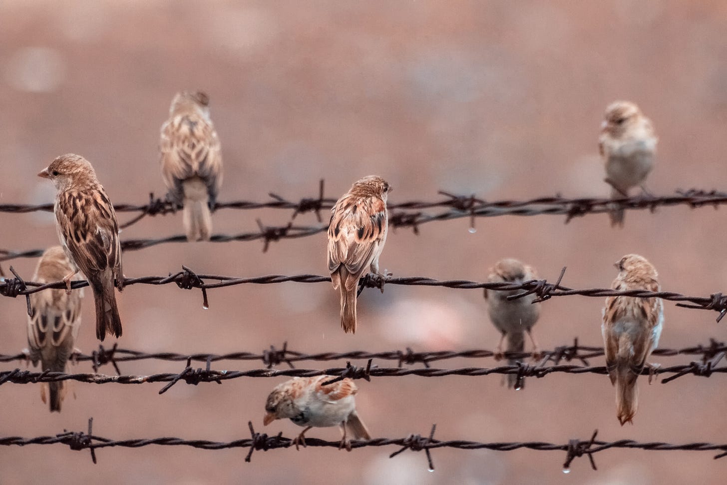 small brown birds sit on lines of barbed wire