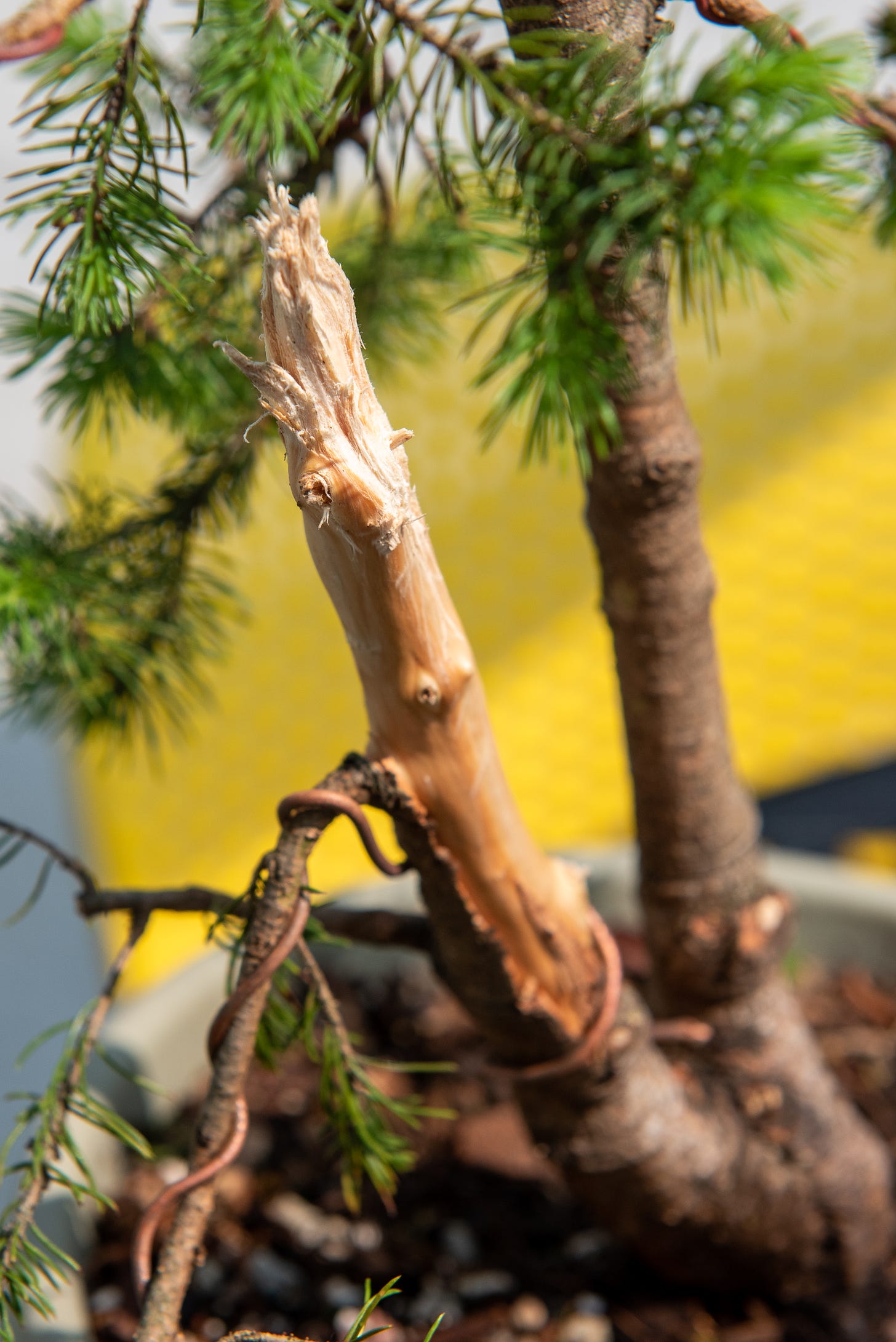 ID: Close up of deadwood jin, with torn wood fibers at the top to make a rough spear point