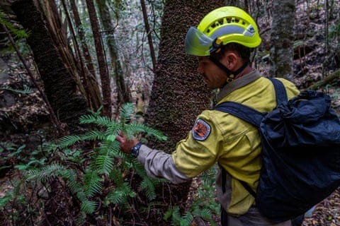 A member of the specialist team of remote-area firefighters and parks staff inspects the endangered Wollemi pines for bushfire damage. A member of the specialist team of remote-area firefighters and parks staff inspects the endangered Wollemi pines for bushfire damage.