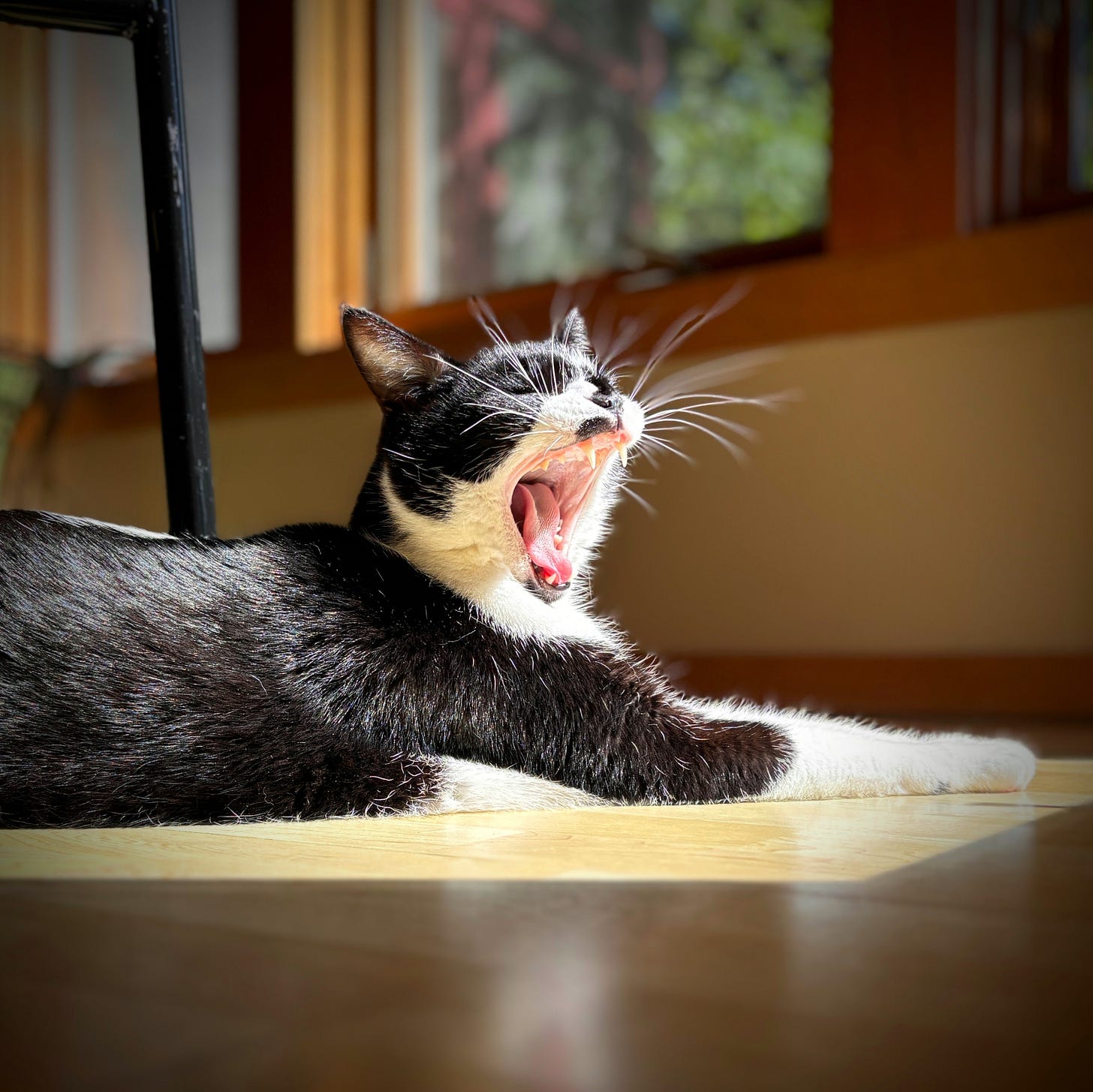 A black and white tuxedo cat with a big yawn