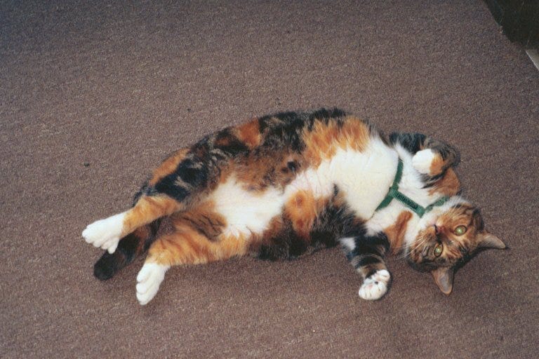 Pansy a calico cat