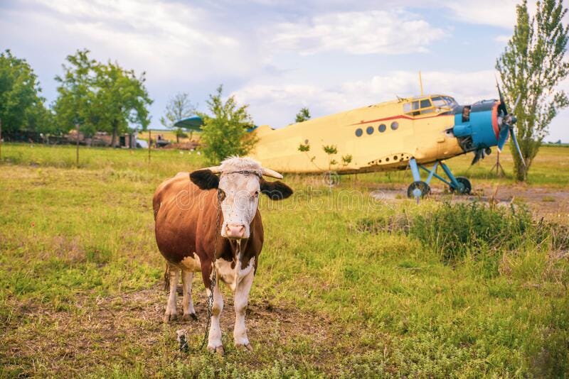 Agricultural Cow and Plane is Standing on a Field Stock Image - Image of  animal, activity: 184607585