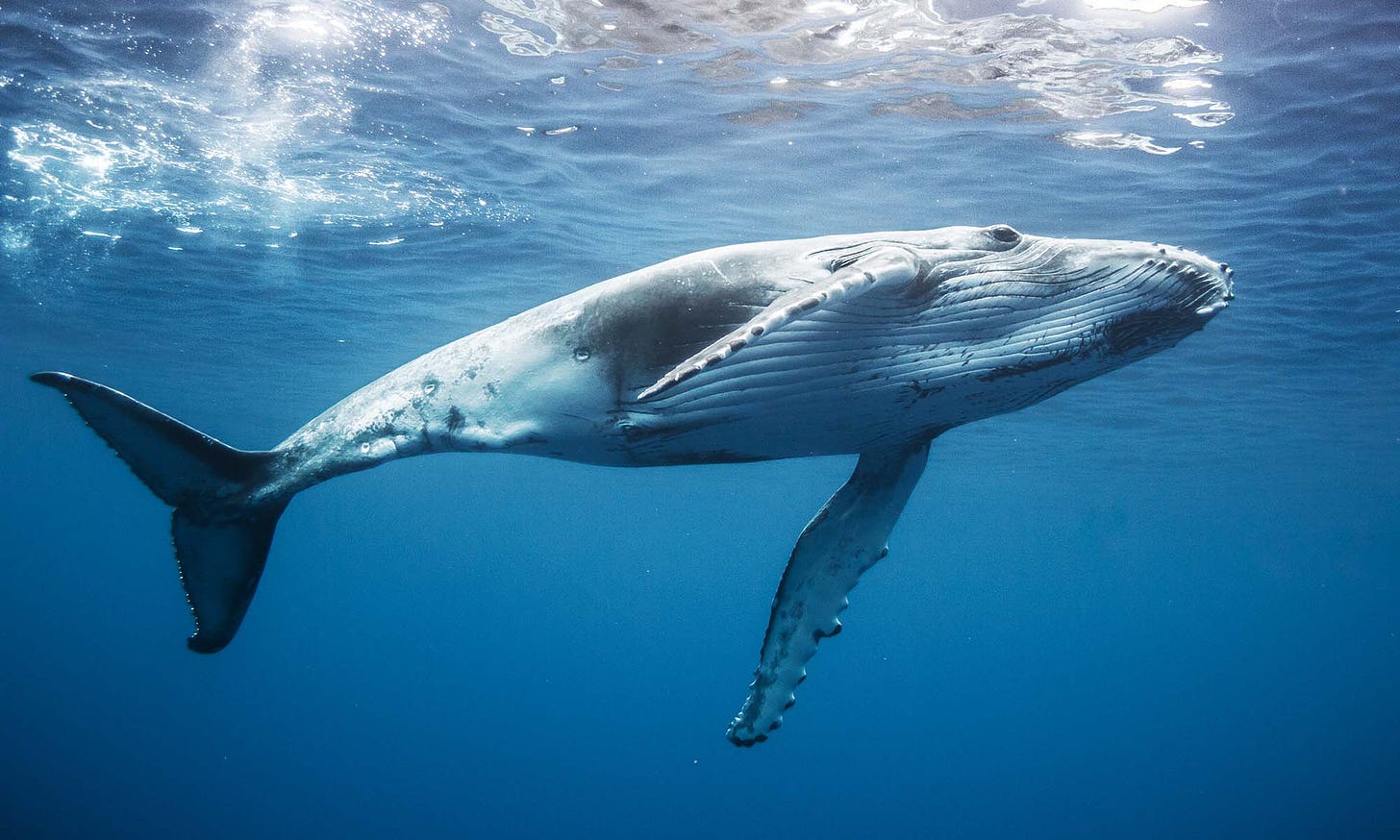 Humpback Whale / Images Show the Moment Pod of Humpback Whales Come to ...