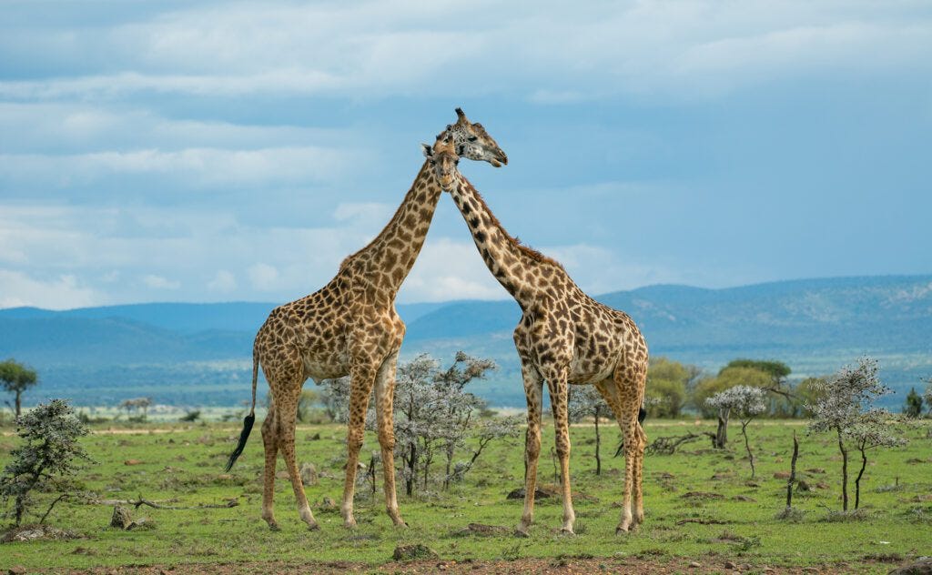 Basecamp Adventure Masai Mara safari giraffe