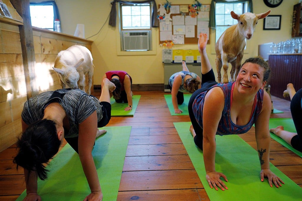 Vamos fazer yoga com… cabras? | Pet | PÚBLICO