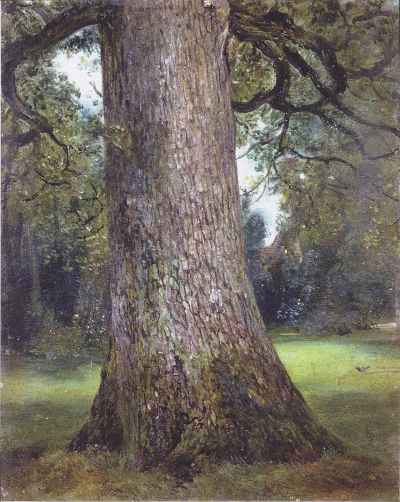 John Constable, Study of an Elm Tree [1821]