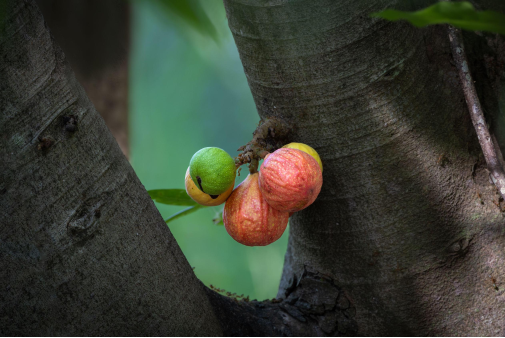 The red river fig is a “multi-purpose” fruit; it grows along most of Borneo’s rivers and feeds the primates, fruit bats, hornbills and fish that make the forest their home (Image: Marco / Alamy)