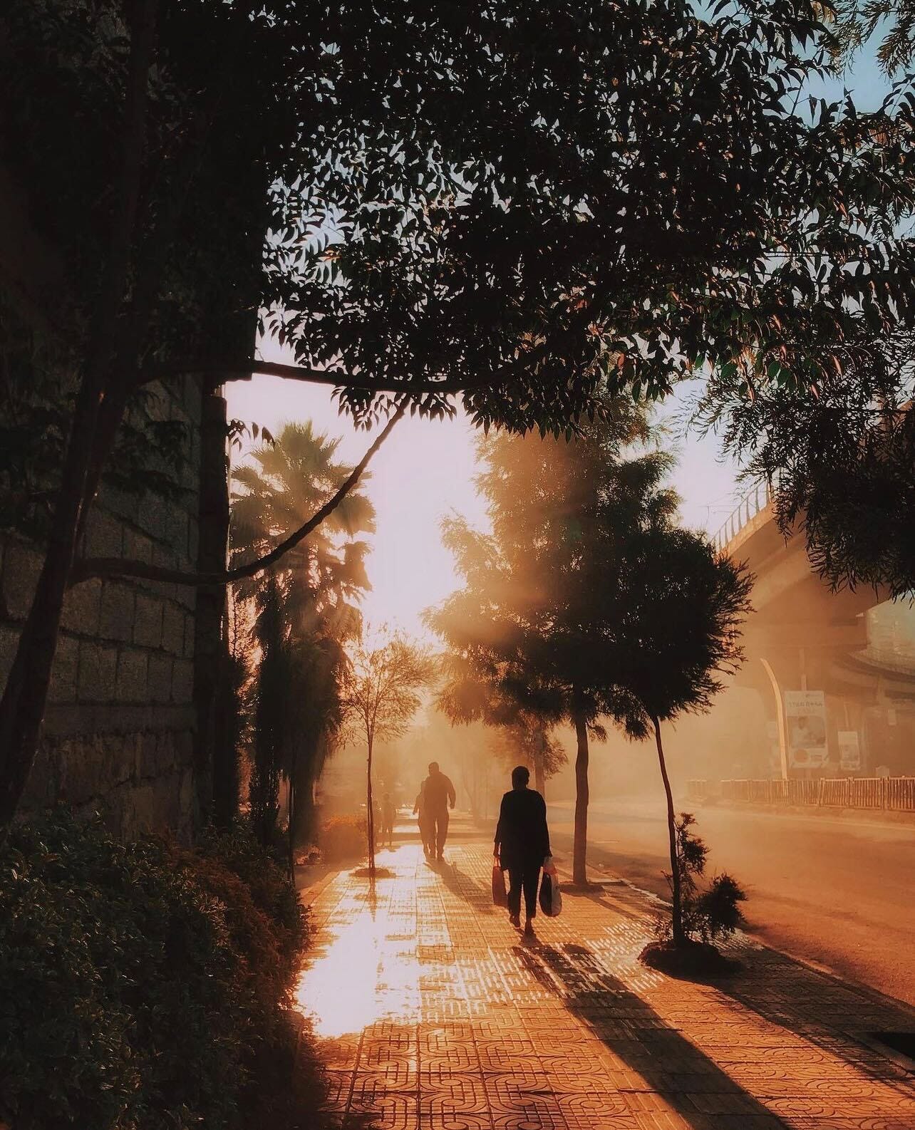 People walking down a tree-lined street in Addis, backlit by the morning sun