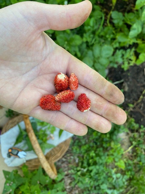 dirty hand holding a few strawberries