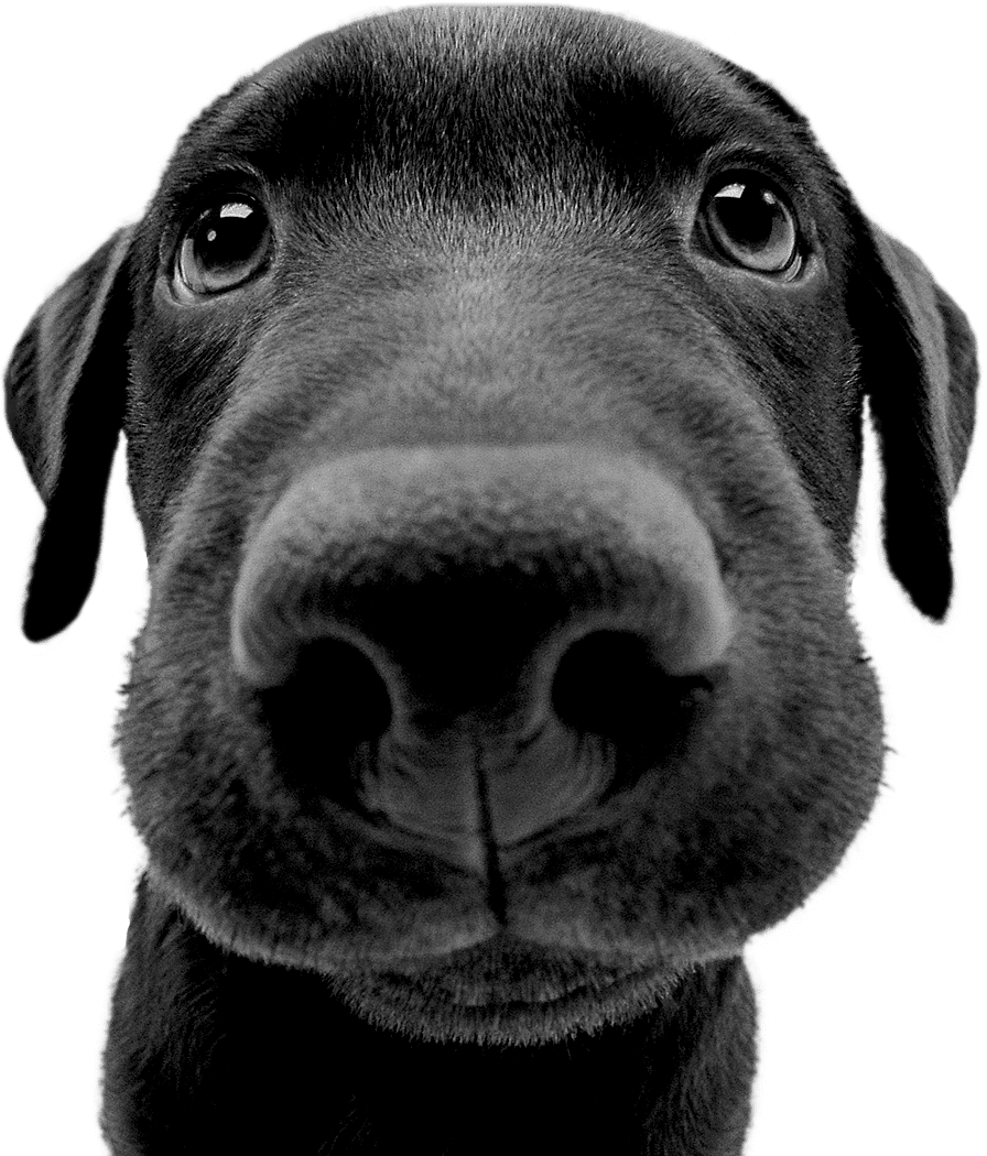 THE DOG OFFICIAL BRAND SITE THE DOG OFFICIAL BRAND SITE