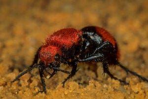 « Velvet Ant Venom May Yield Answers for Pain-Related Medical Research