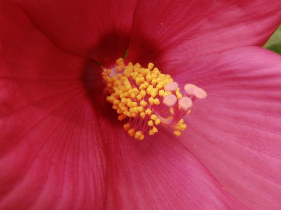 hibiscus