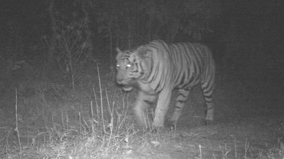 Tiger makes a comeback to Gujarat after more than 25 years | Latest News  India - Hindustan Times
