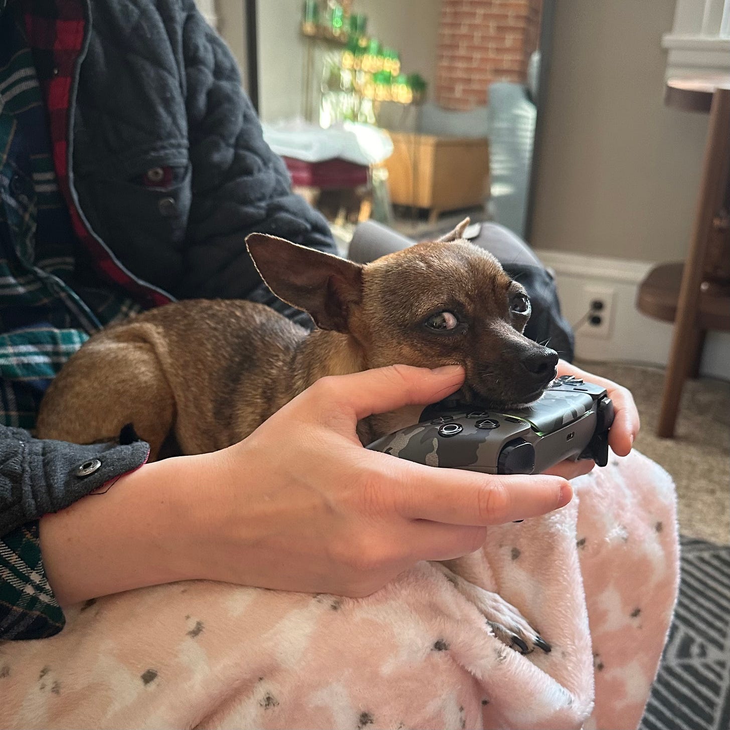 brown chihuahua sitting on a lap and resting her face on a playstation controller