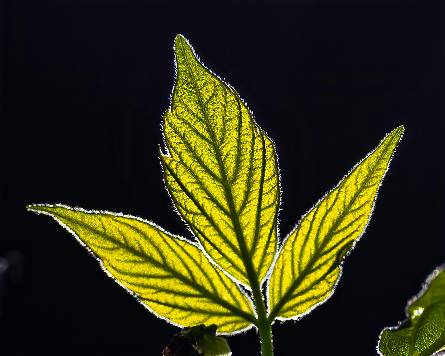 This photo shows a backlit boxelder leaf. The background is solid black, and the leaf is a greenish yellow with dark green veins.