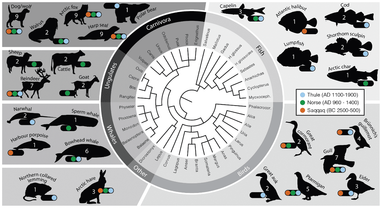 A phylogenetic tree in the center of frame showing carnivore, fish, bird, whale, ungulate, and other species, with silhouettes of the species surrounding at all sides, and representation in three archaeological periods. A phylogenetic tree in the center of frame showing carnivore, fish, bird, whale, ungulate, and other species, with silhouettes of the species surrounding at all sides, and representation in three archaeological periods.