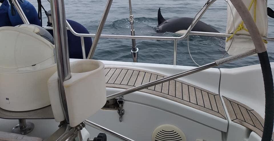 New Orca attacks on yachts off coast of Lagos and Sagres - Portugal Resident