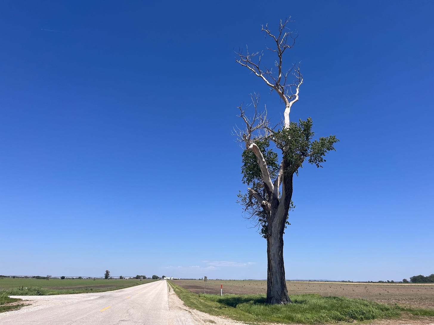 Gravel road through flat farmland, with one bare tree reaching for the sky.