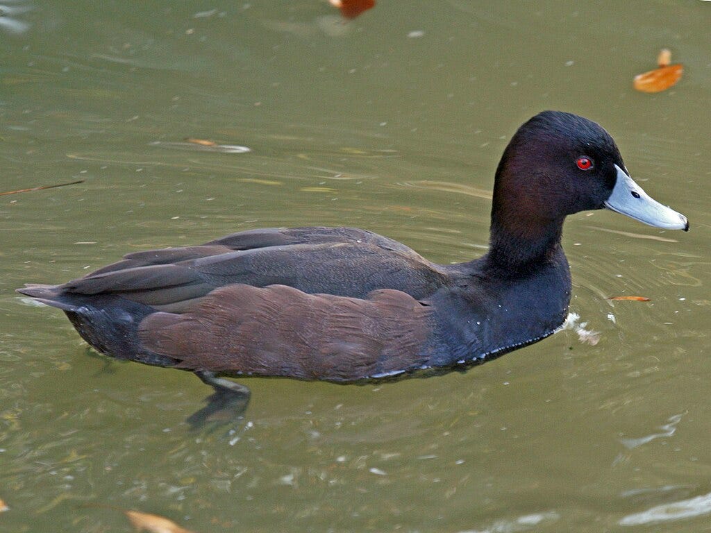 male southern pochard