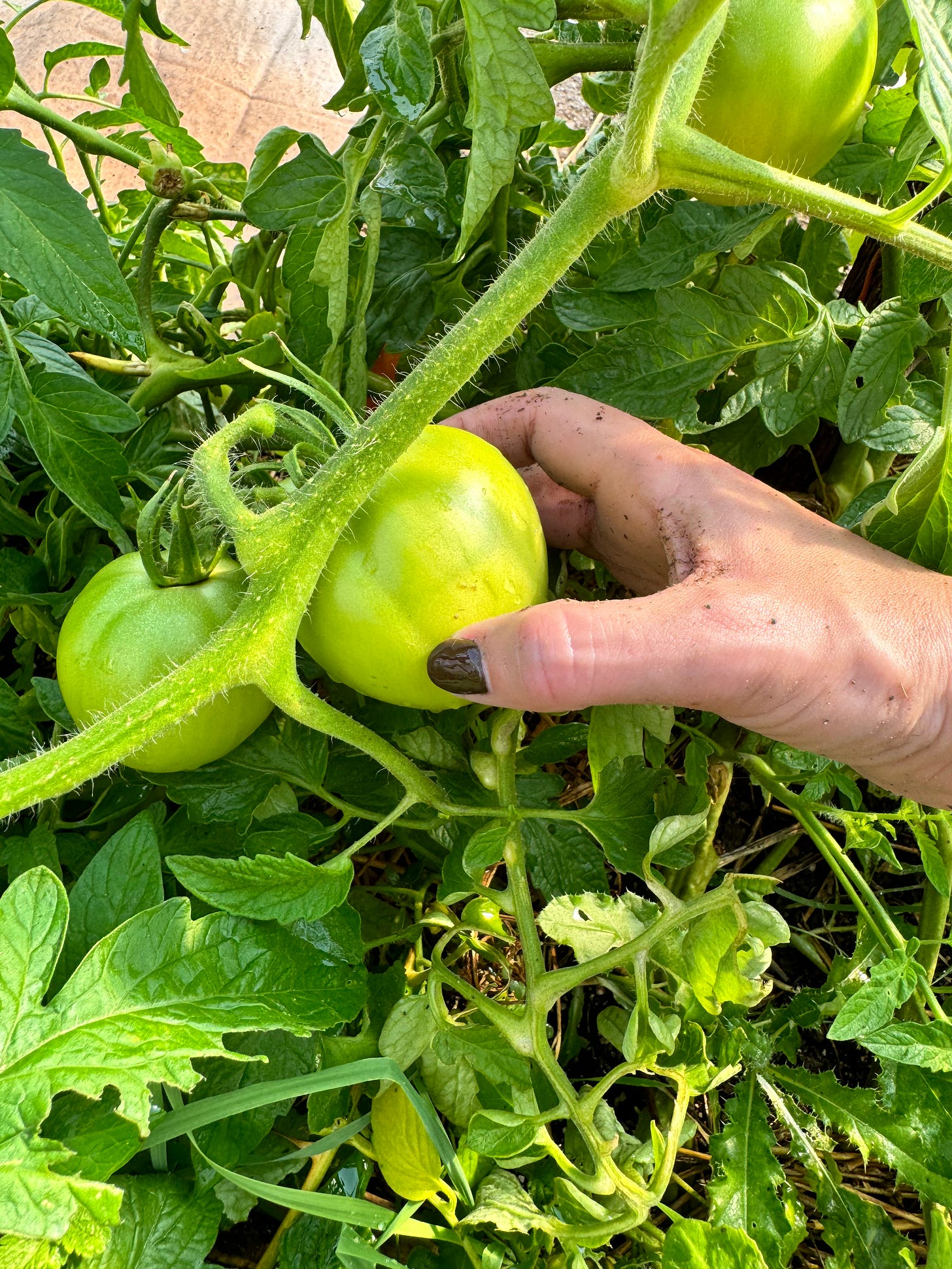 woman's hand holding a green tomato 