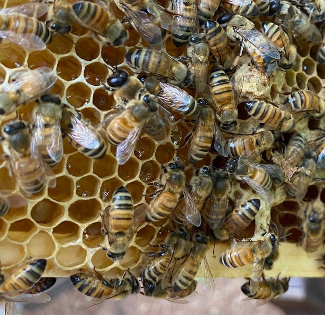 honey bees clustered on a frame of honeycomb