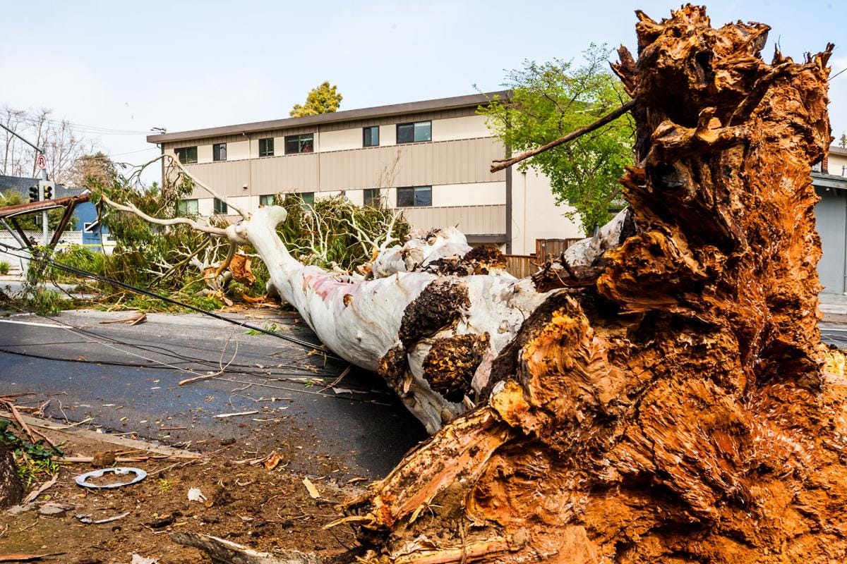 Eucalyptus fallen on a street in front of a residential building.