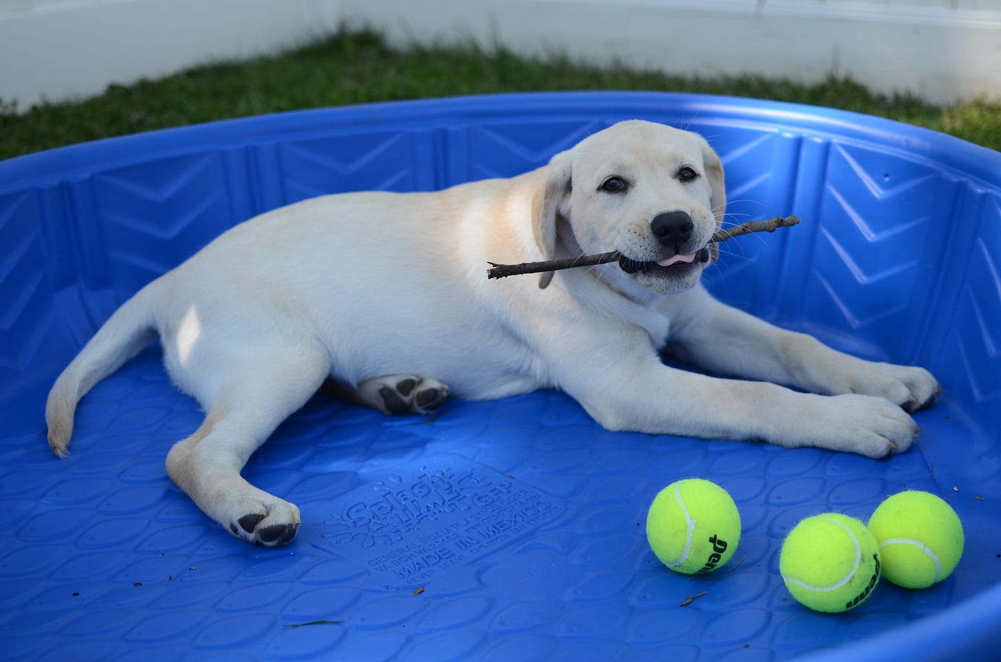 A yellow Labrador retriever puppy sits in an empty kiddie pool, chewing on a stick with tennis balls nearby. 