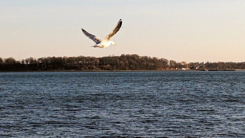 A seagull flies over the bay with sky and trees in the background