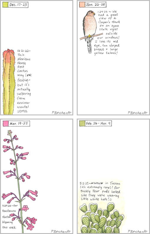 Perpetual Journal entries: Mexican Fence Post Cactus, Cooper's Hawk, Penstemon & snow on Prickly Pear pads (pen & watercolor)