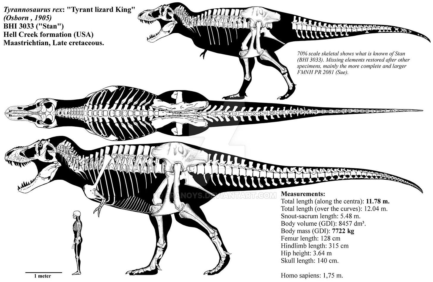 Tyrannosaurus rex skeletal diagram (BHI 3033)