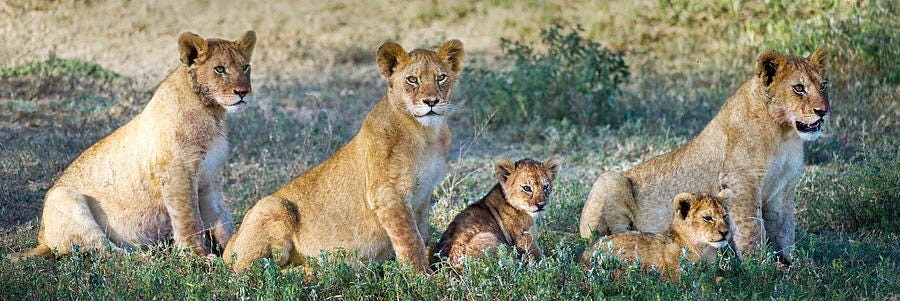 African Lion Panthera Leo Family Photograph by Panoramic Images - Fine Art  America