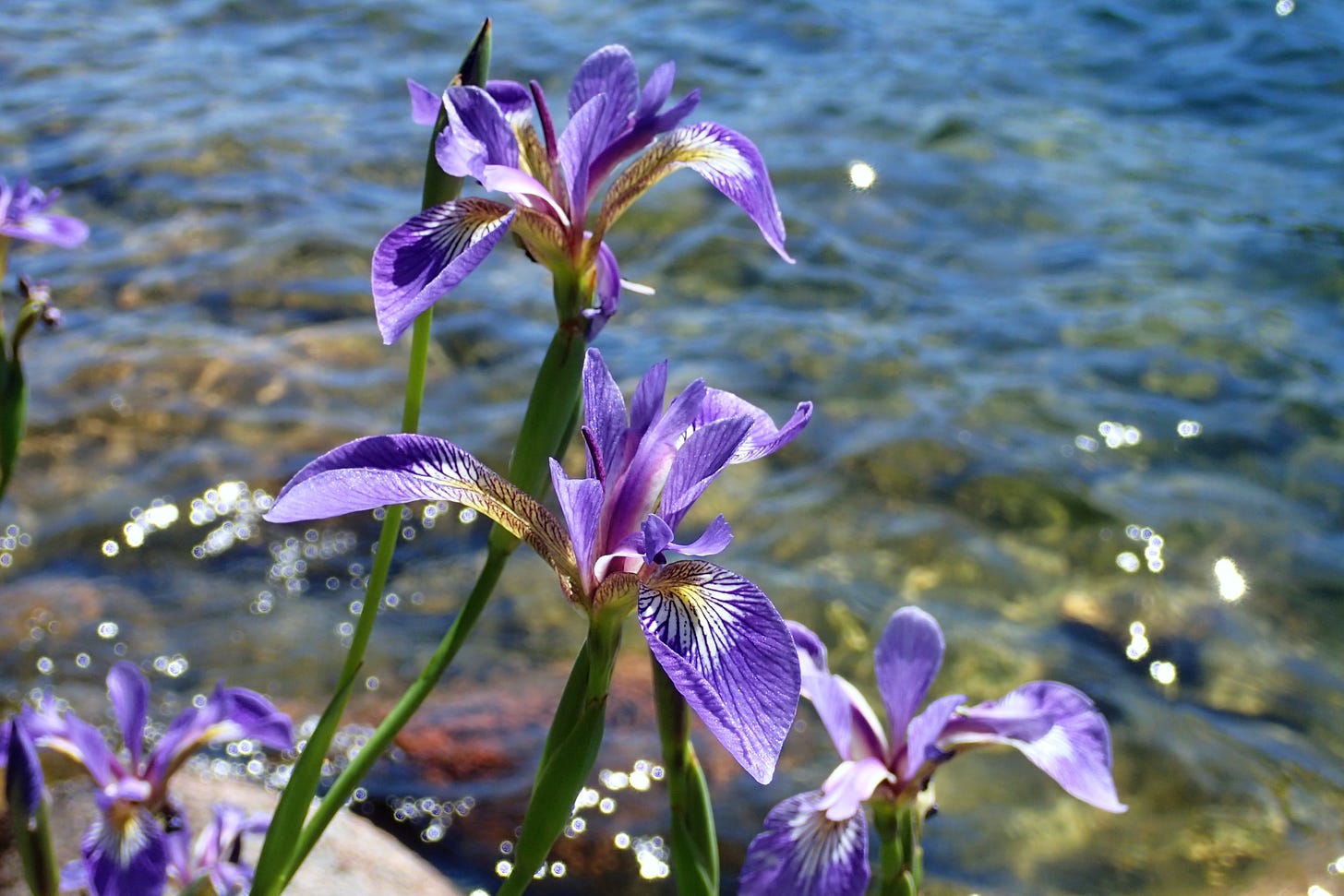 Northern Blue Flag Irises bloom along the shores of Jordan Pond in Acadia National Park.