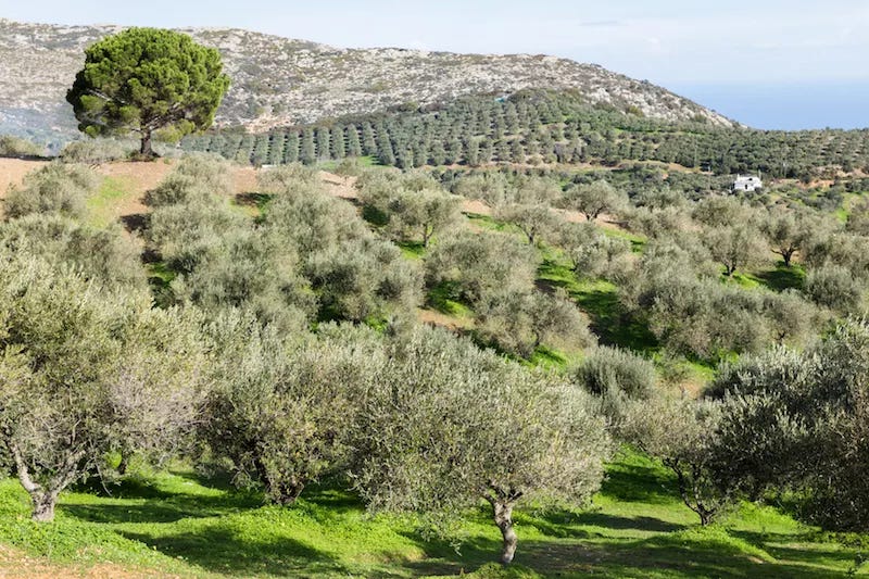 Olive trees ideally stand five meters apart (3.1 miles), how come? - Gkazas