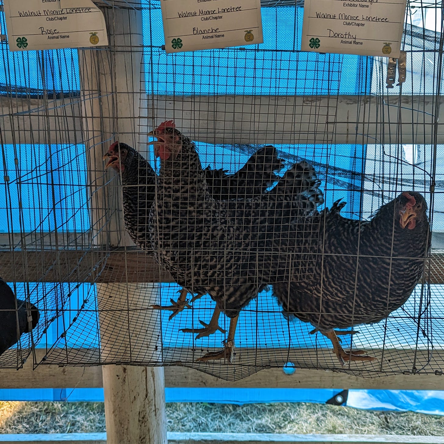 Three chickens in a cage with 4-H entry tags hanging above them.