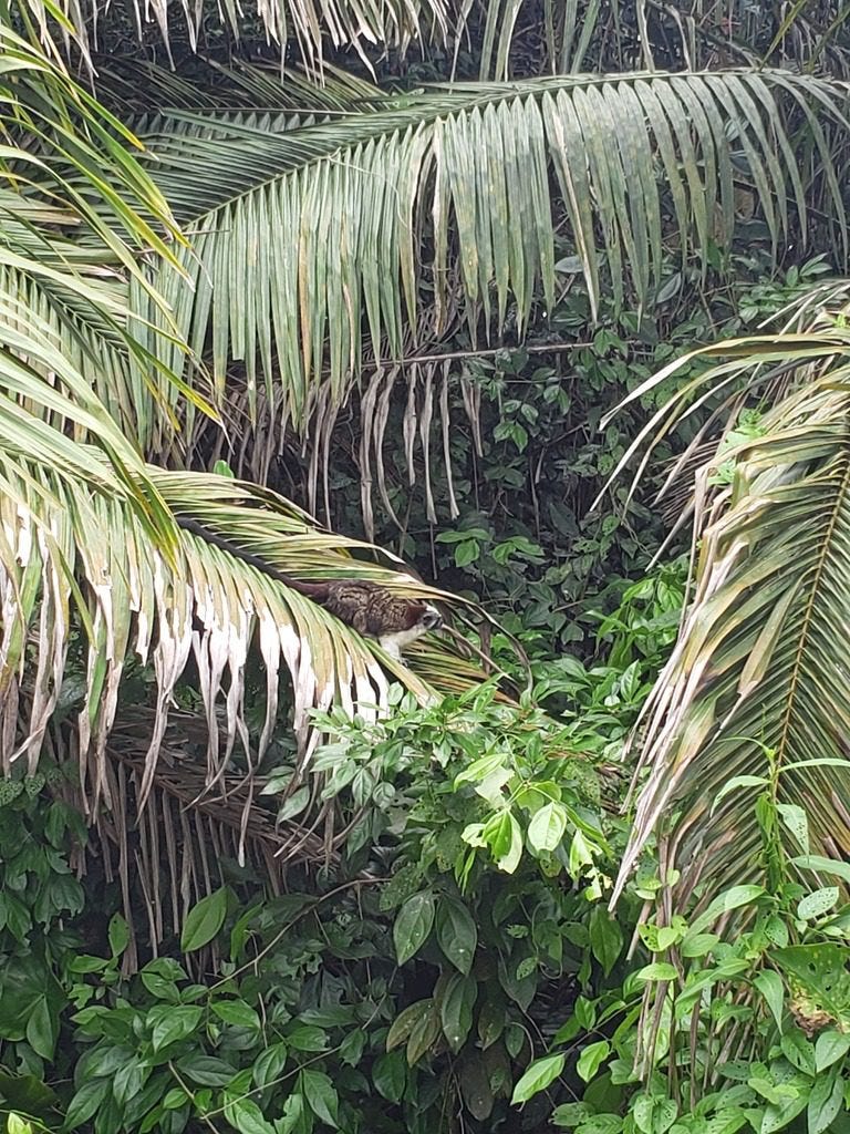 Tamarind Monkey on Monkey Island Panama