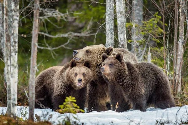 She-bear and bear-cubs — Stock Photo, Image