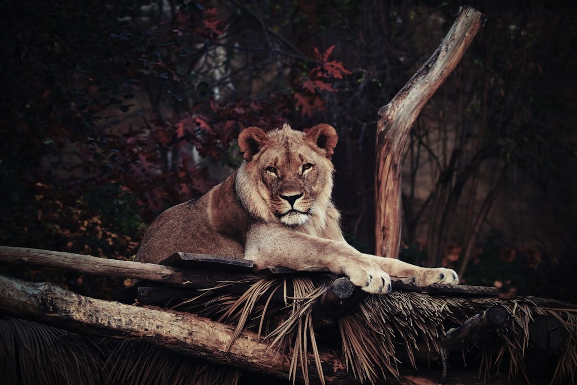 Free A lioness relaxes elegantly on a wooden platform in a forest setting, displaying its regal nature. Stock Photo