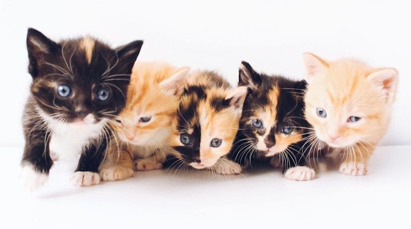 assorted-color tabby kittens