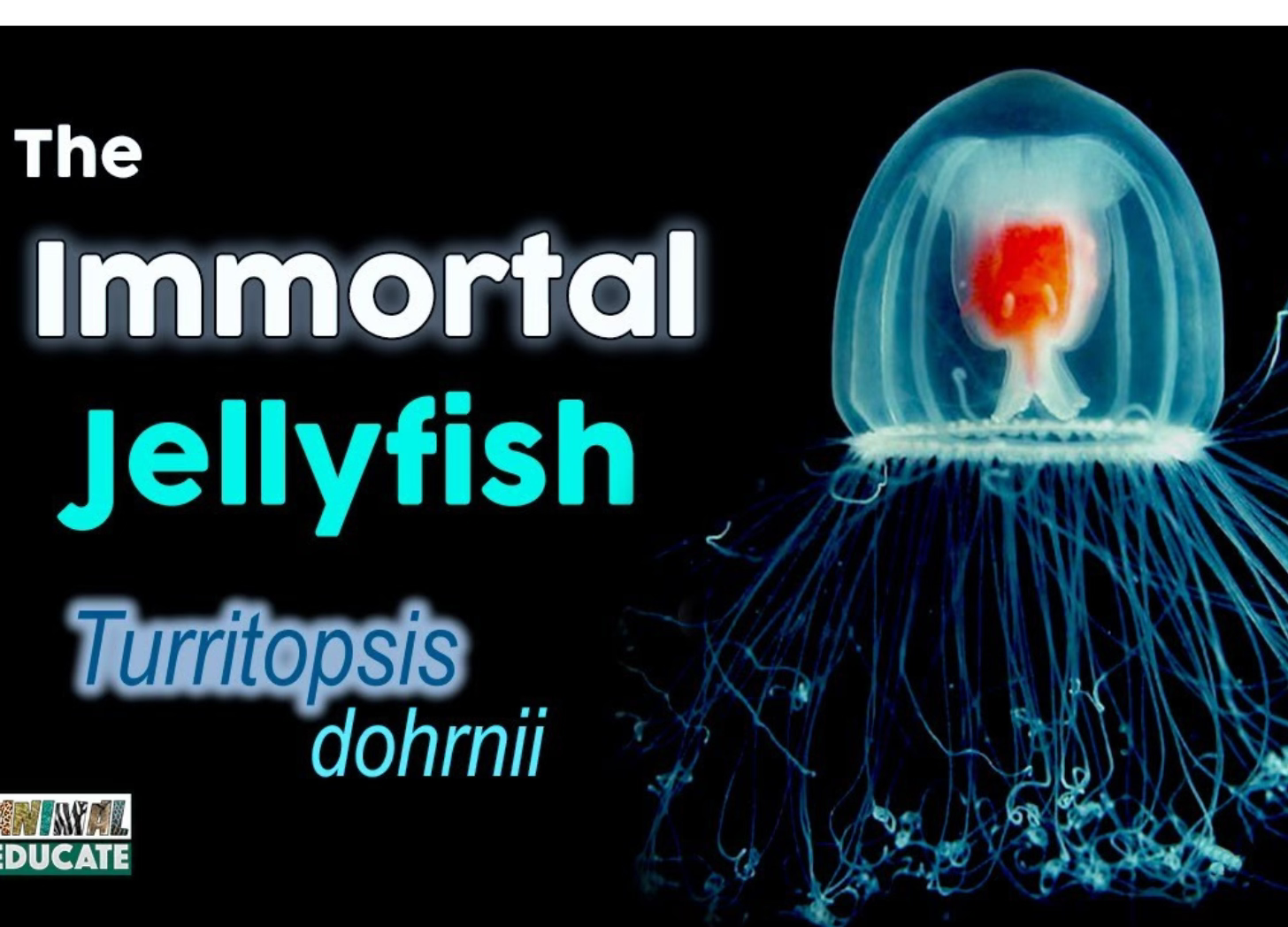 A photo of a blue jellyfish with an orange center on a black background. The text: The Immortal Jellyfish, Turritopsis dohrnii