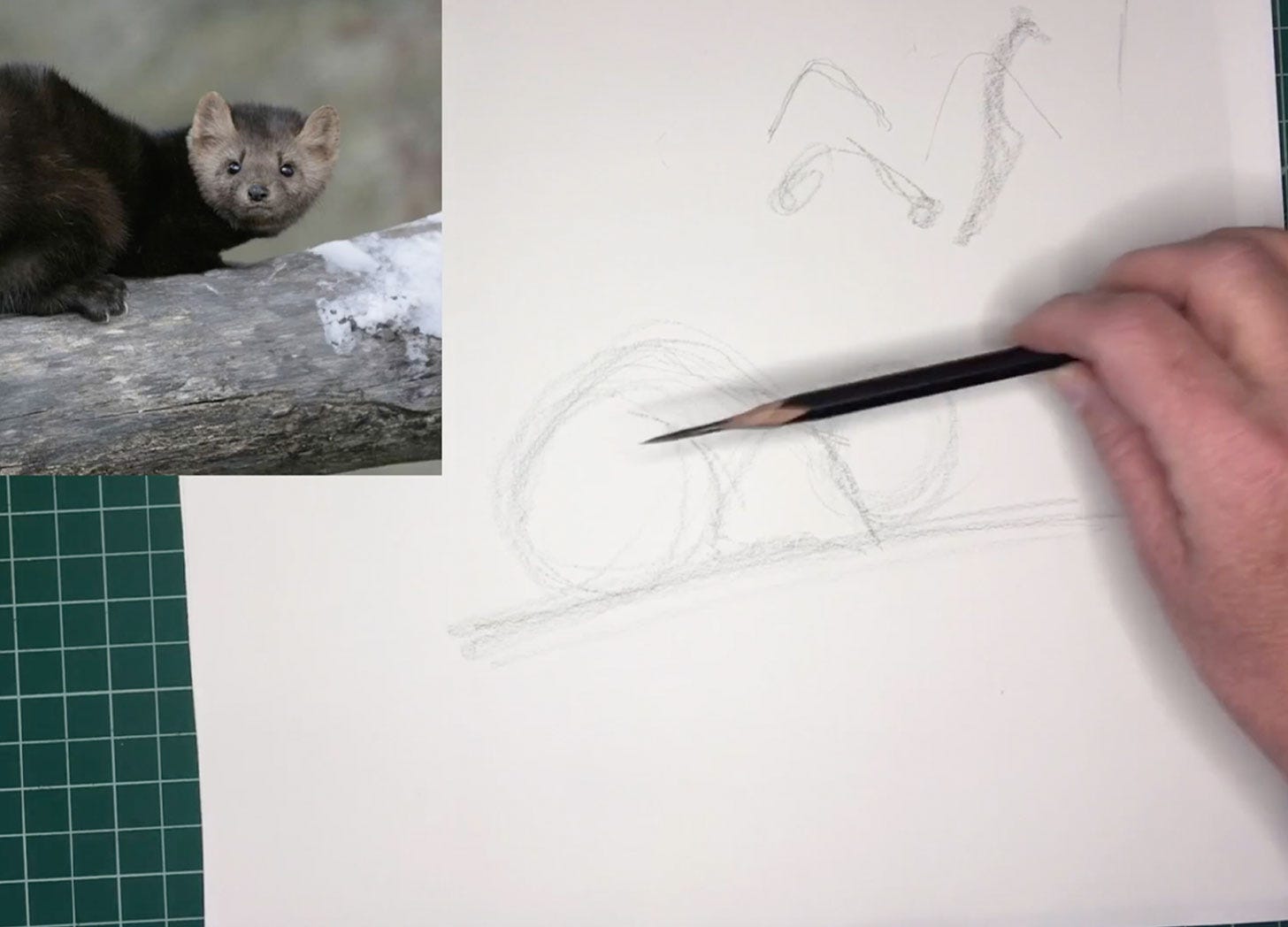 nature journal sketch of a pine marten