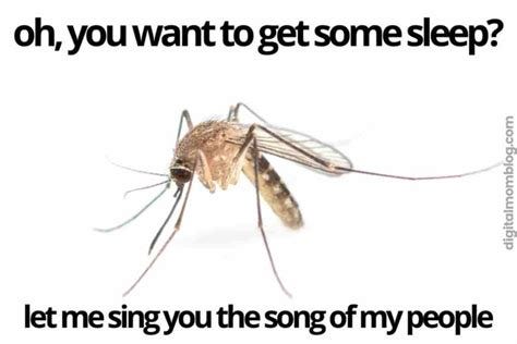 20 Funny Mosquito Memes For Bite Victims