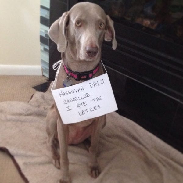 dog at latkes